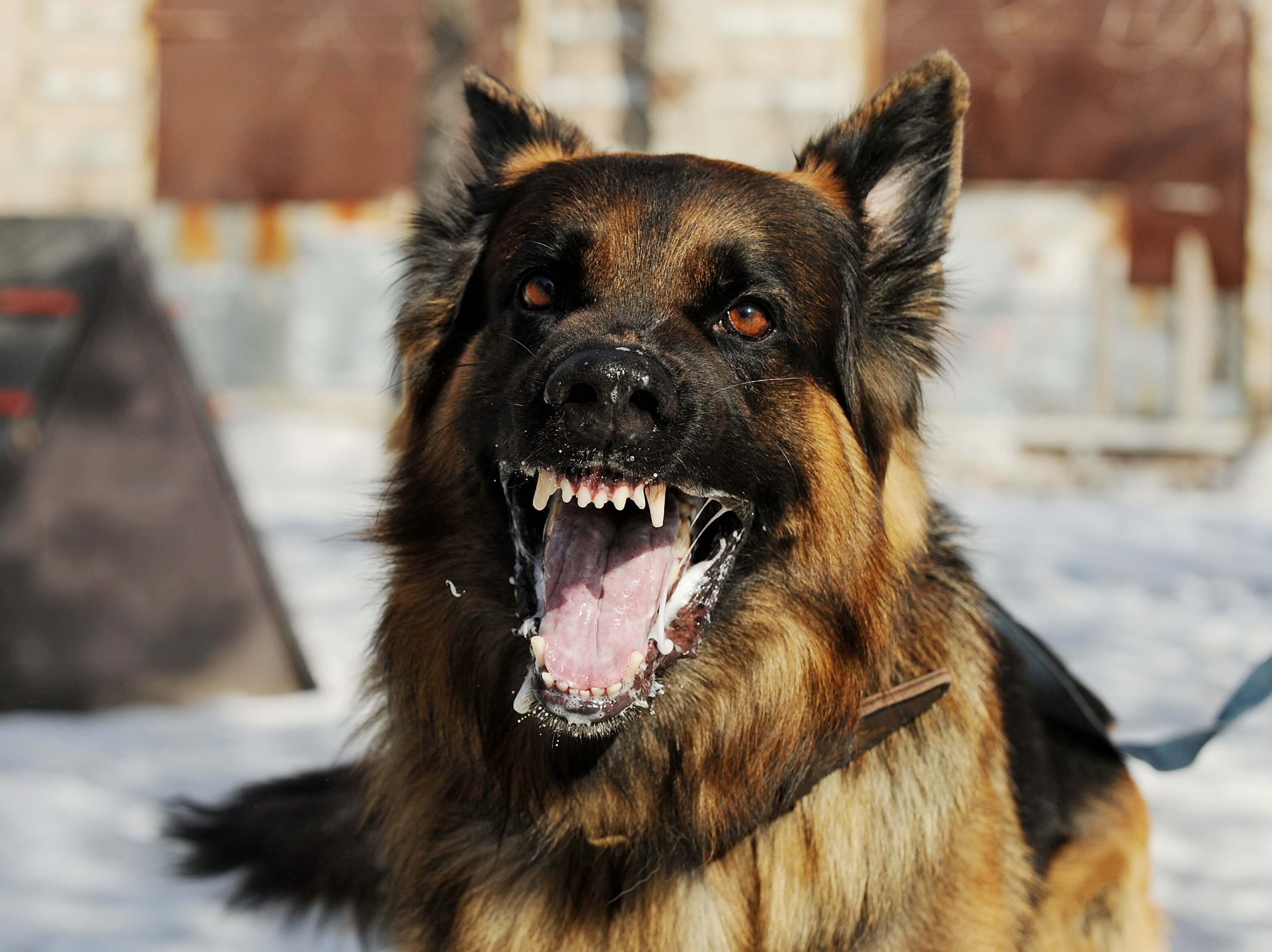 A large dog baring it's teeth ready to attack